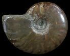 Flashy Red Iridescent Ammonite - Wide #52356-1